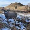 Montana Decoy Muley Buck Deer Decoy
