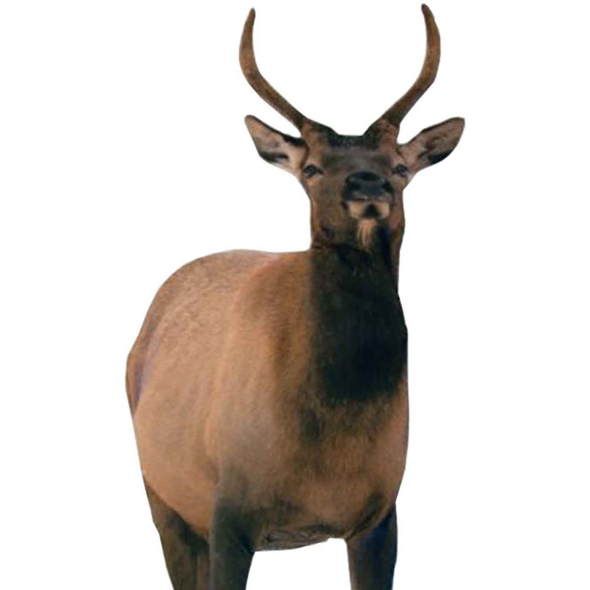 Montana Decoy Spike Elk Montana Decoy Spike Elk