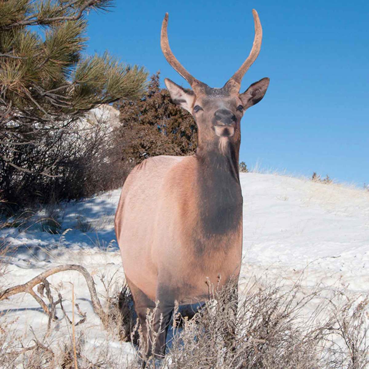 Montana Decoy Spike Elk Montana Decoy Spike Elk