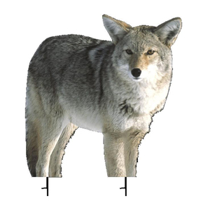 Montana Kojo Coyote
