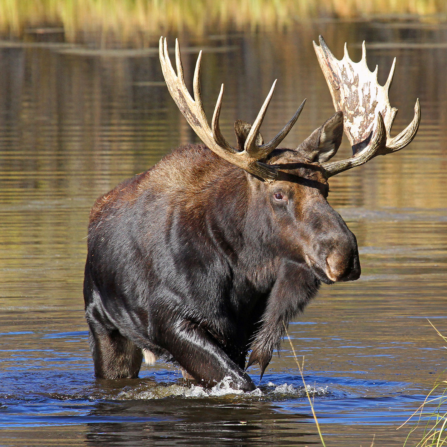 moose