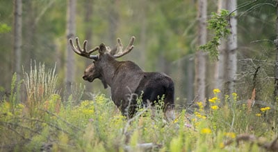 Moose in field