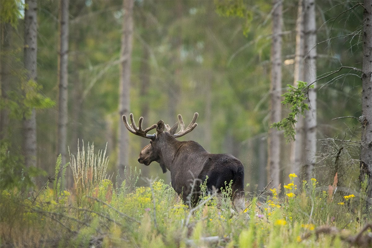 Moose standing in the mountains