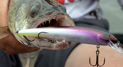 Fish hooked with fishing lure