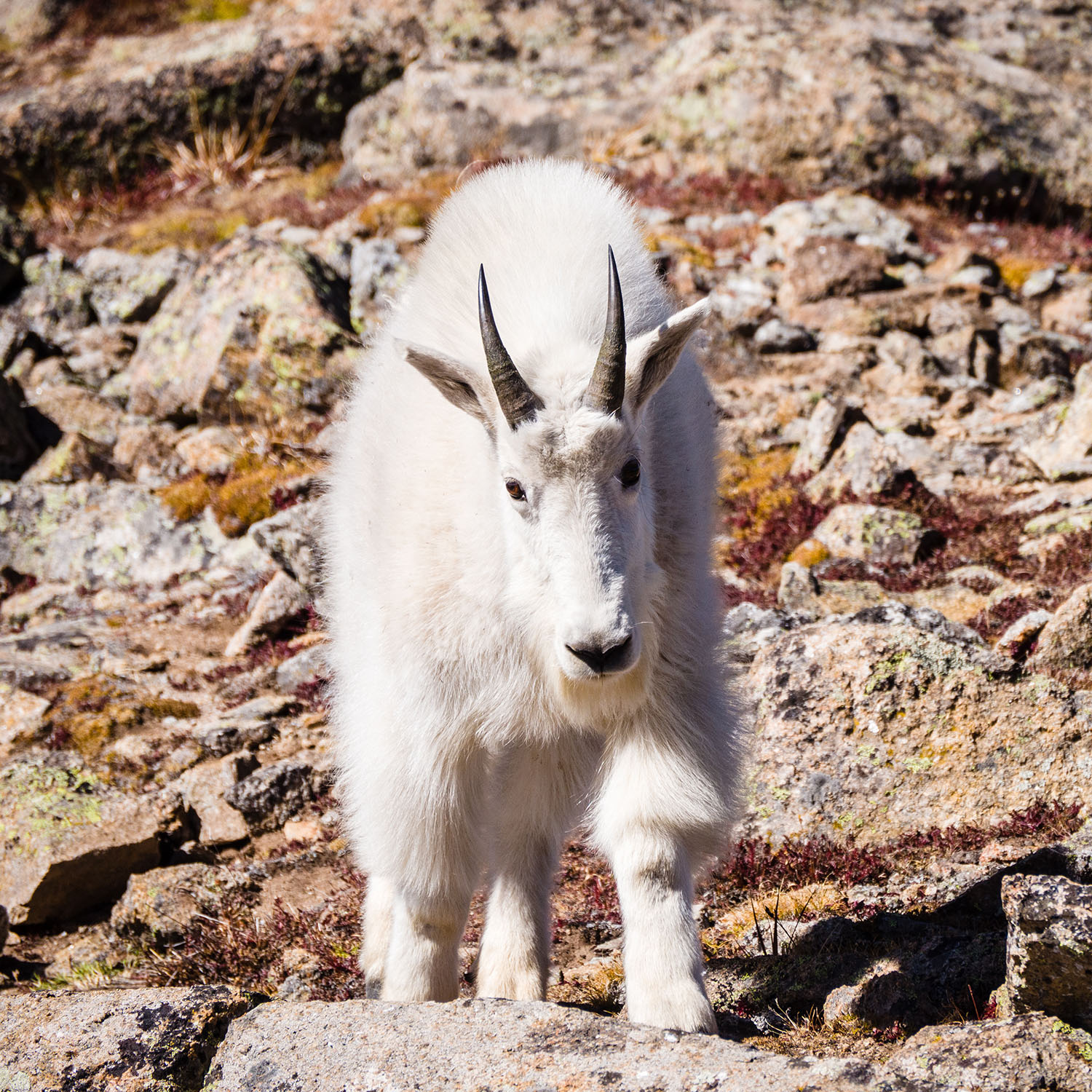 mountain goat