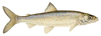 mountain whitefish