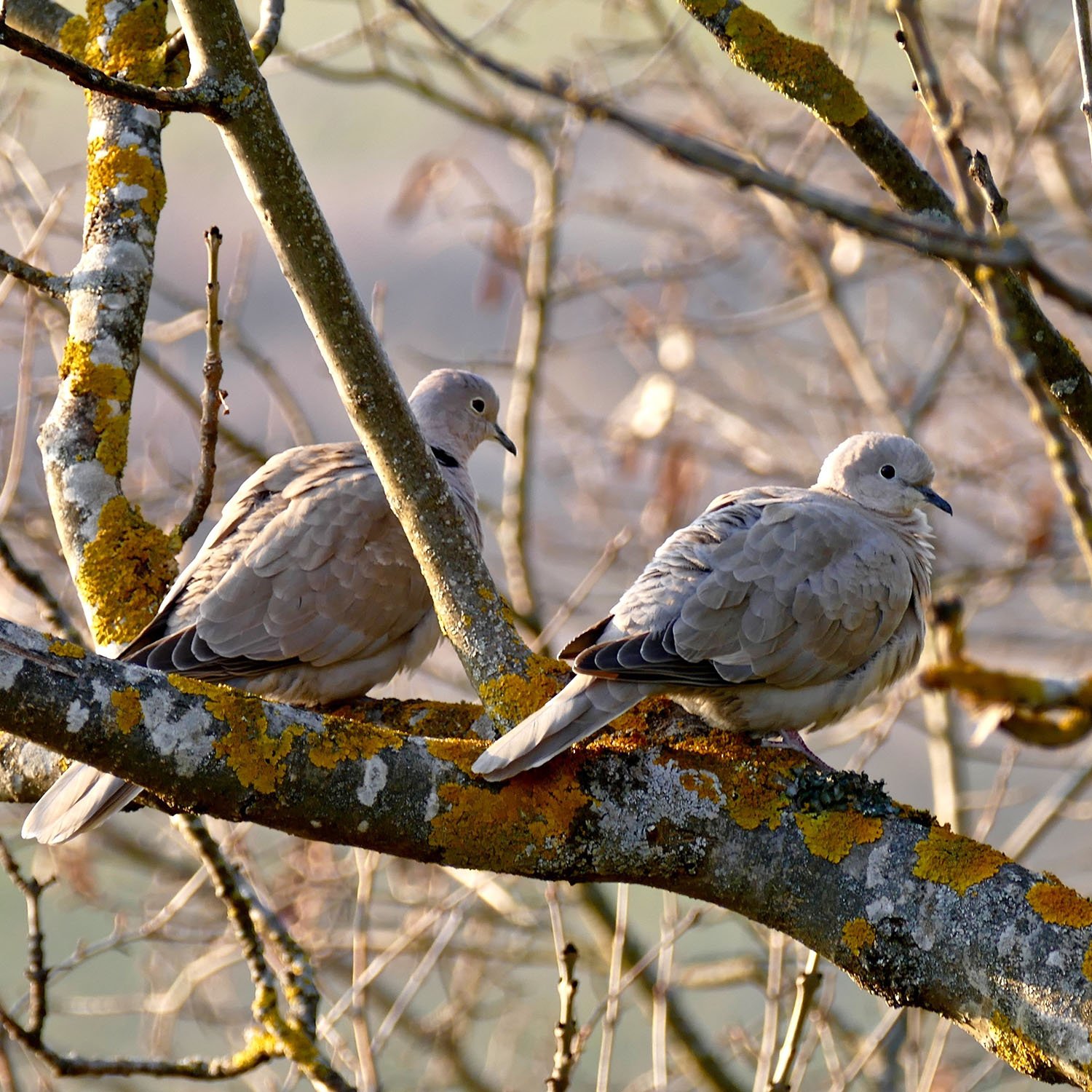 Dove