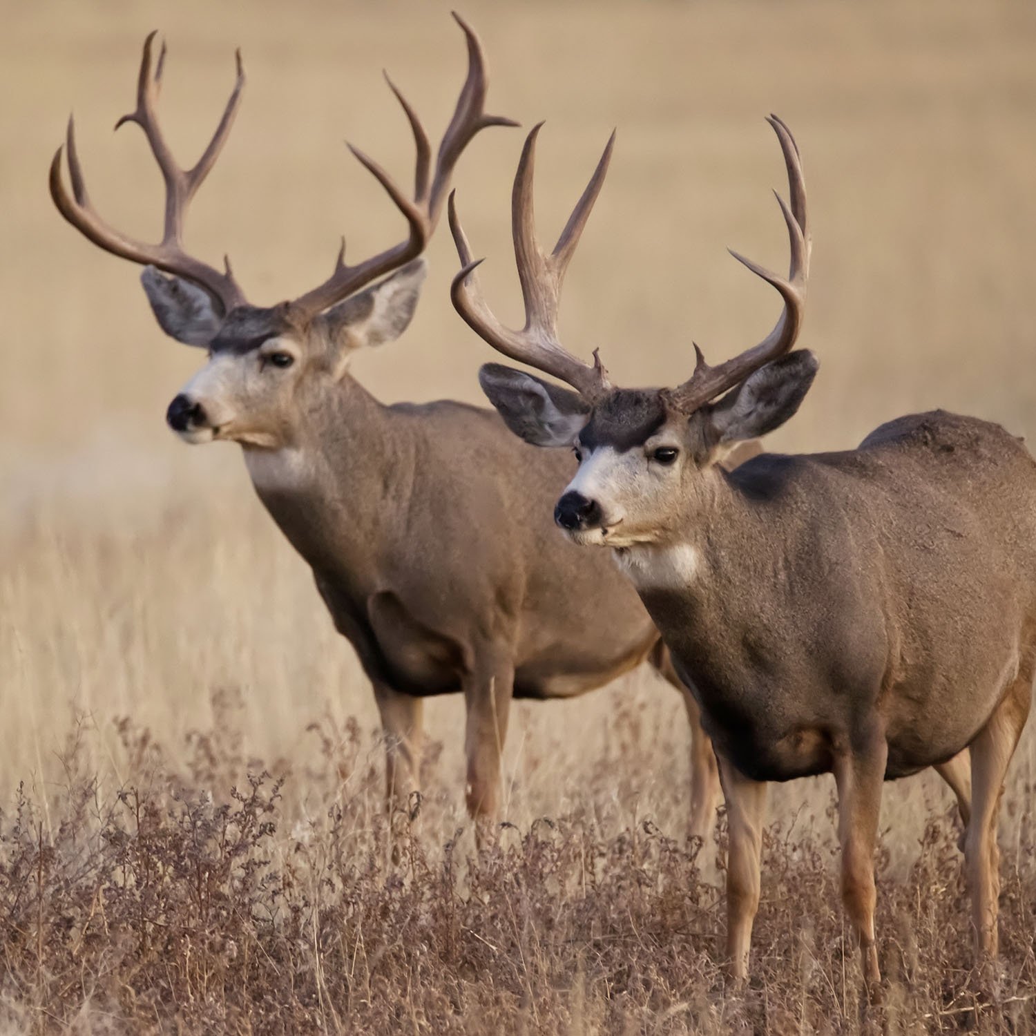 mule deer