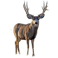 mule deer