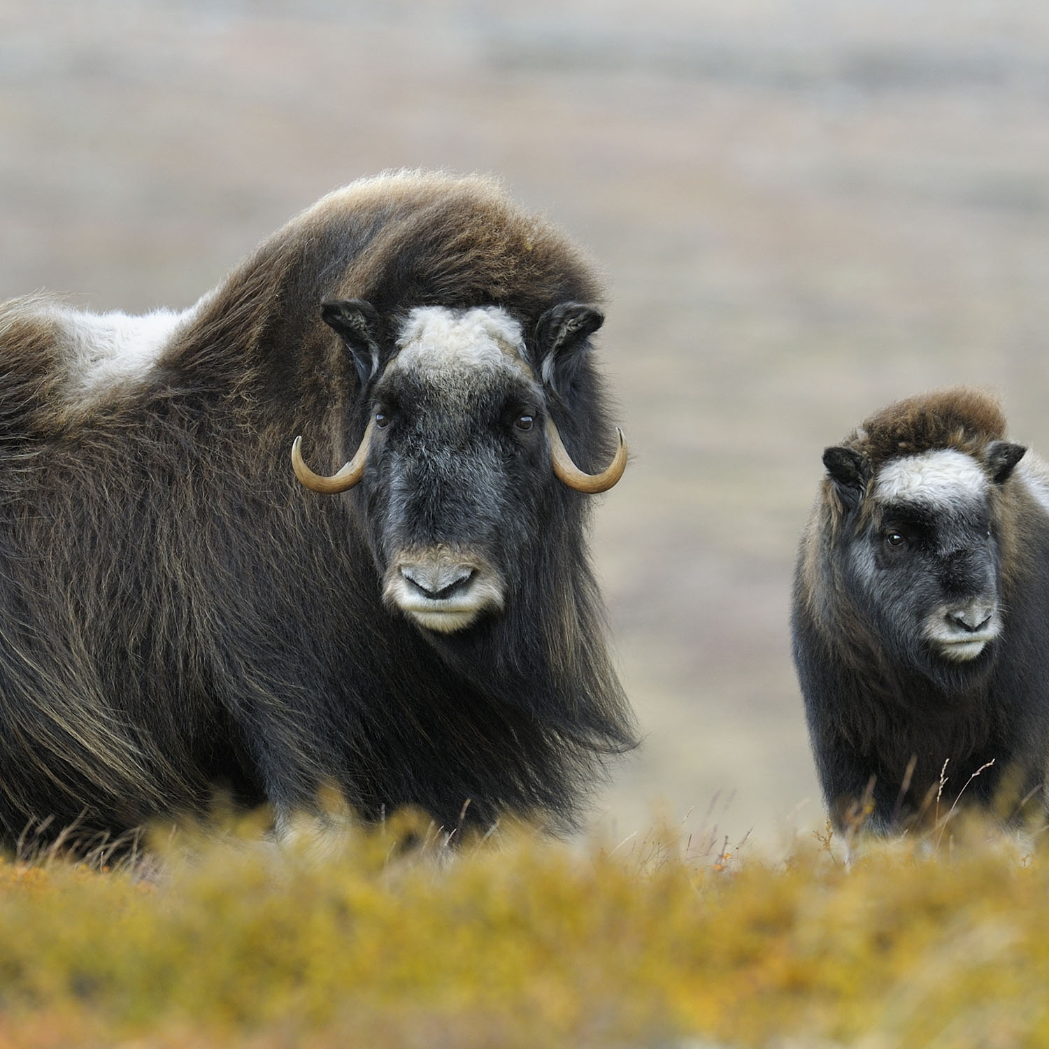 muskox