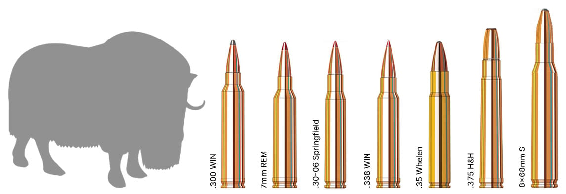 Muskox Hunting Calibers