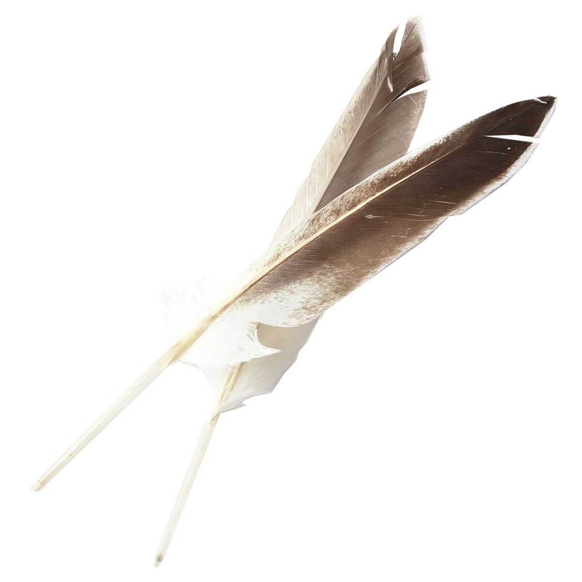 Perfect Hatch Duck Quills Fly Tying Feathers Perfect Hatch Duck Quills Fly Tying Feathers