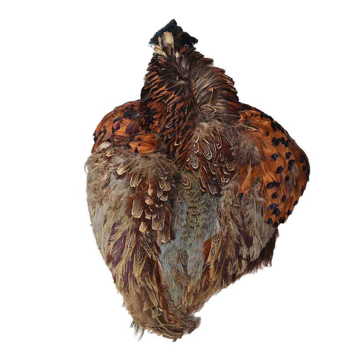 Perfect Hatch Ring Neck Pheasant Skin Perfect Hatch Ring Neck Pheasant Skin