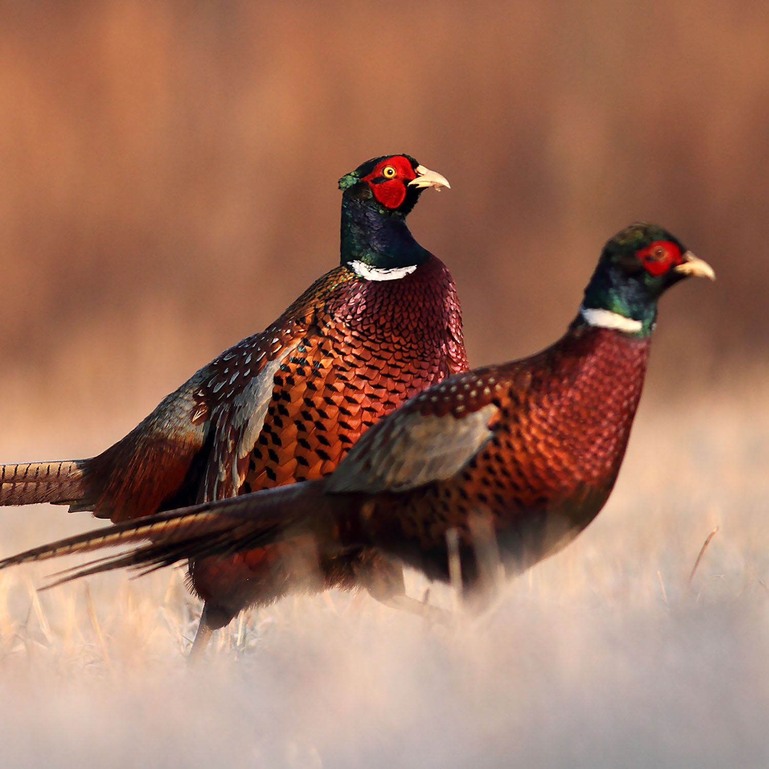 Pheasant