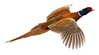 pheasant