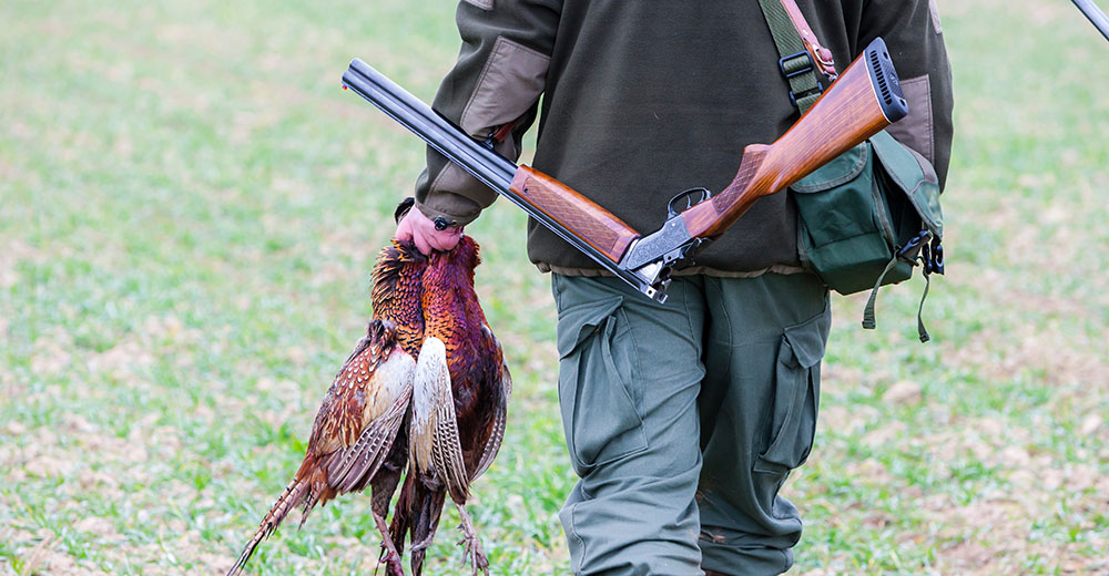 pheasant hunting with shotgun