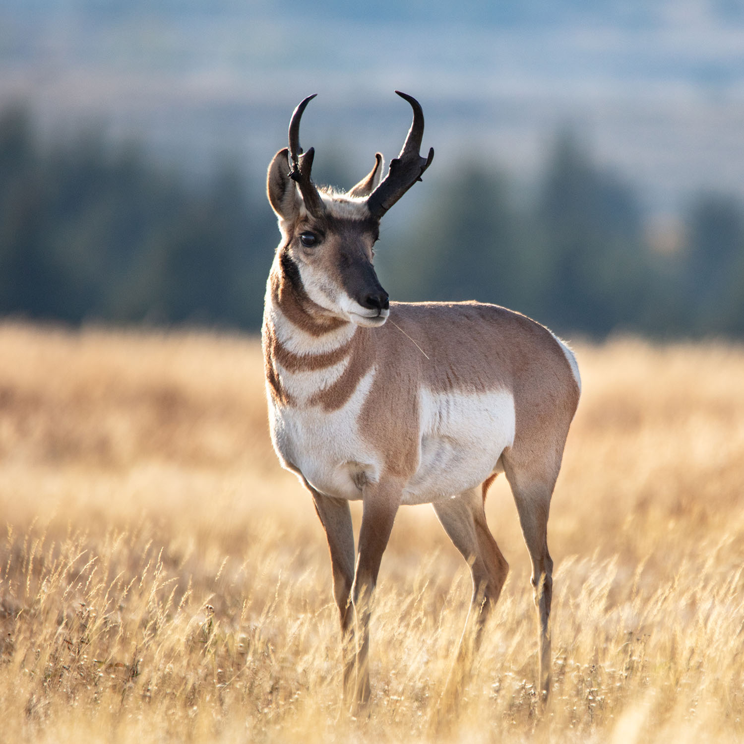 pronghorn antelope