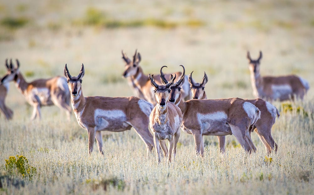 pronghorn antelope herd