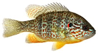pumpkinseed sunfish