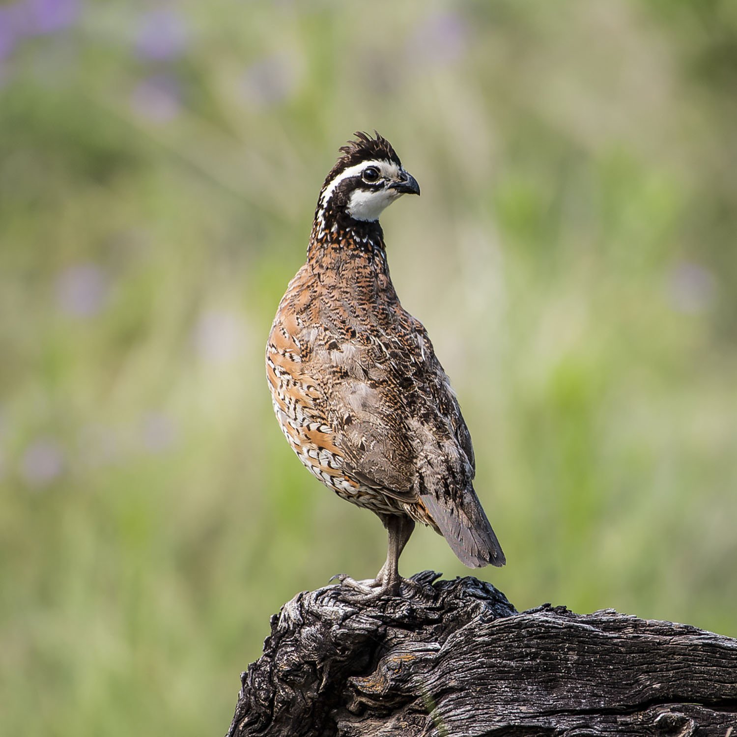 Quail