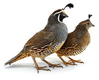 quail