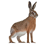 rabbit
