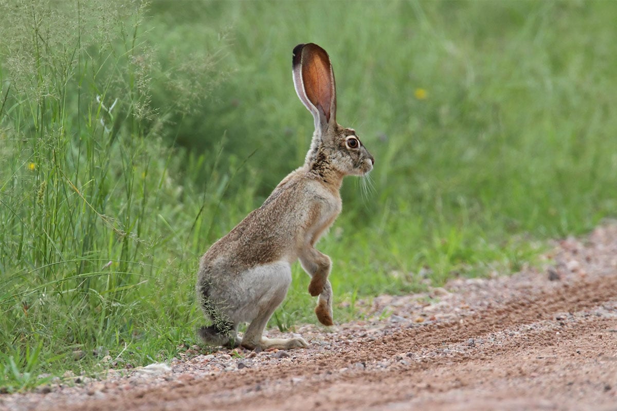 Wild rabbit in a field