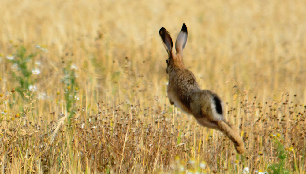 Choosing the Perfect Gun for Small Game Hunting | Sportsman's Warehouse