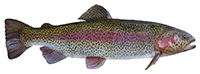 rainbow trout