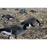 Real Geese Pro Series II Canada Goose Decoys - 12 Pack