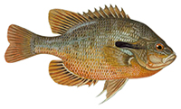 redbreast sunfish