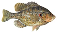 redear sunfish