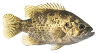 rock bass