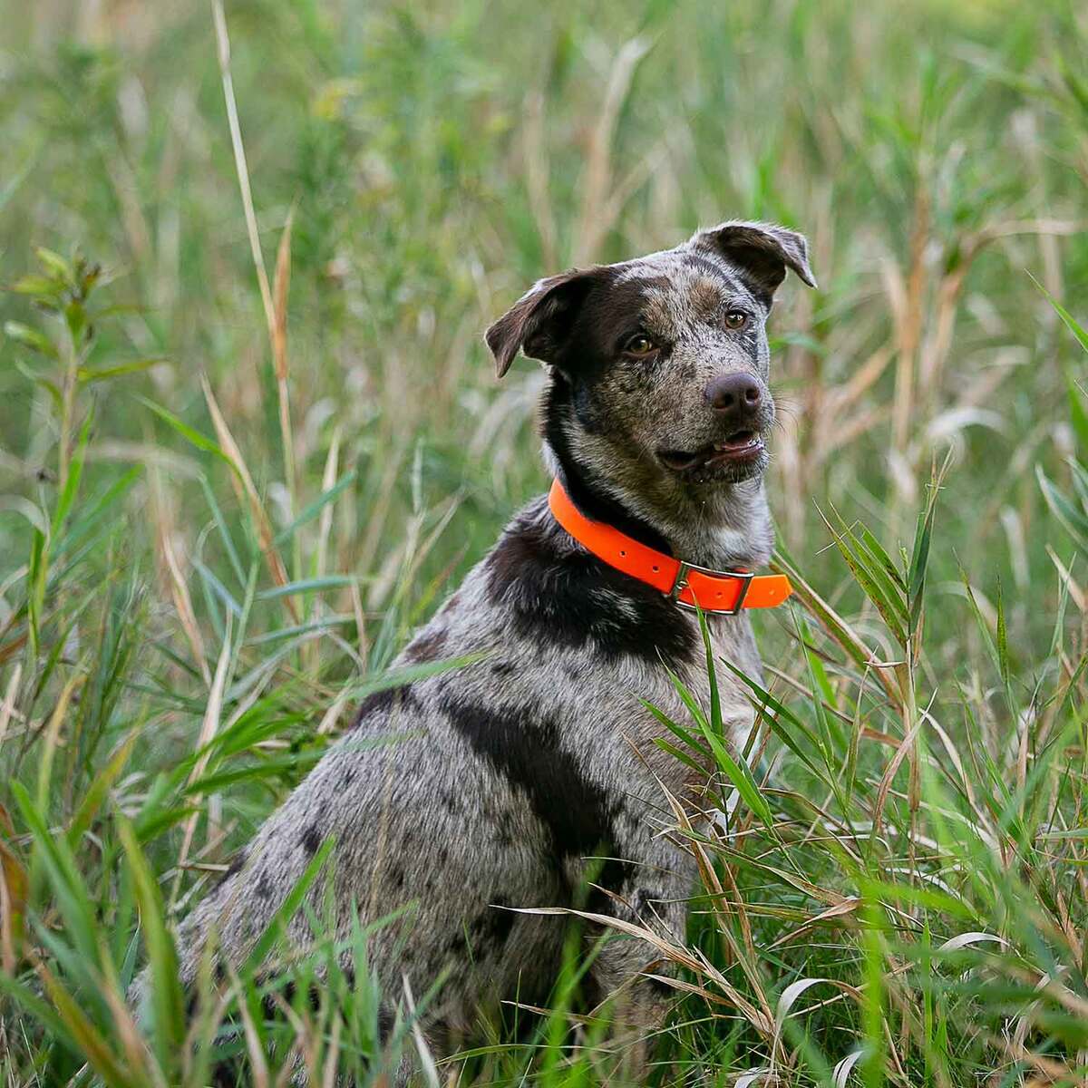 ROCT Outdoor Upland Field Traditional Collar ROCT Outdoor Upland Field Traditional Collar