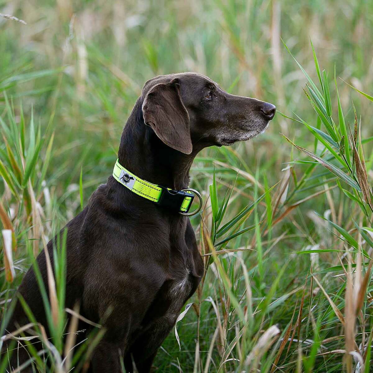 ROCT Outdoors Trailhead Padded & Lined Traditional Collar - Small, Neon ROCT Outdoors Trailhead Padded & Lined Traditional Collar - Small, Neon