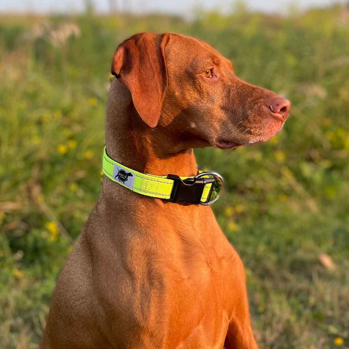 ROCT Outdoors Trailhead Padded & Lined Traditional Collar - Small, Neon ROCT Outdoors Trailhead Padded & Lined Traditional Collar - Small, Neon