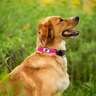 ROCT Outdoors Trailhead Padded & Lined Traditional Collar - Medium, Pink