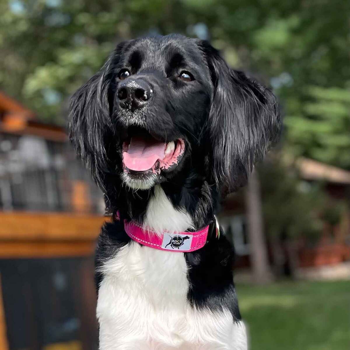 ROCT Outdoors Trailhead Padded & Lined Traditional Collar - Medium, Pink ROCT Outdoors Trailhead Padded & Lined Traditional Collar - Medium, Pink