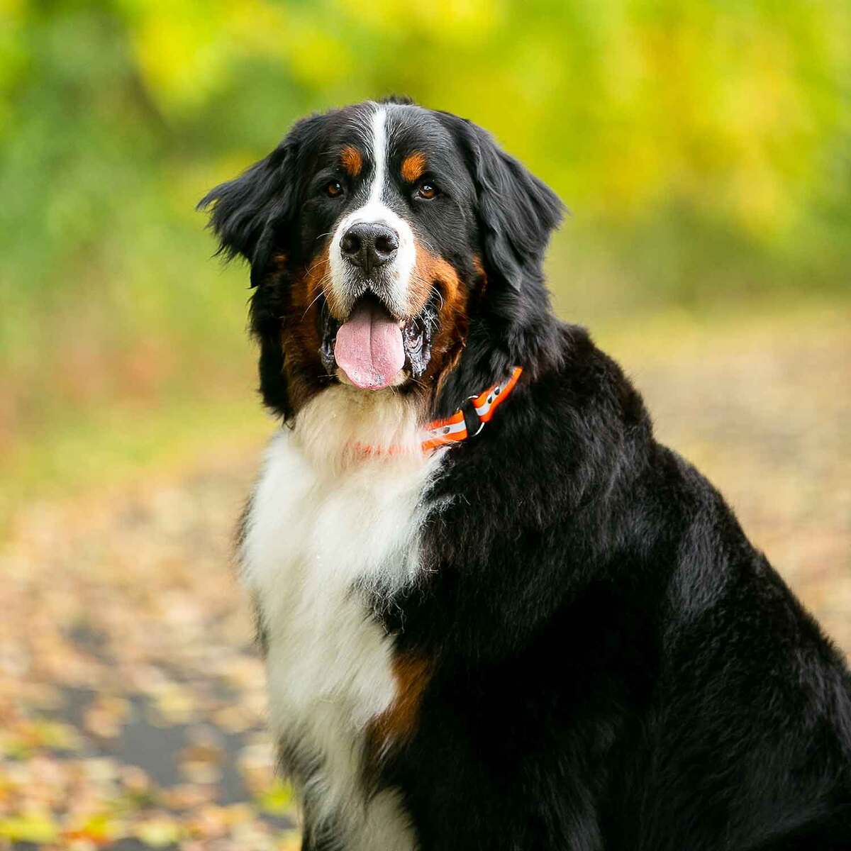 ROCT Outdoors Upland Field Collar w/ Reflective Band Traditional Collar ROCT Outdoors Upland Field Collar w/ Reflective Band Traditional Collar