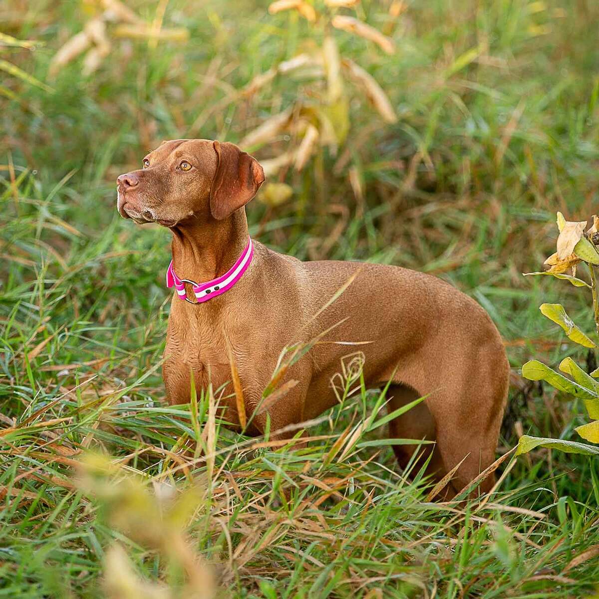 ROCT Outdoors Upland Field Collar w/ Reflective Band Traditonal Collar ROCT Outdoors Upland Field Collar w/ Reflective Band Traditonal Collar