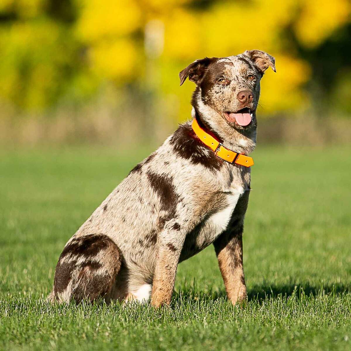 ROCT Outdoors Upland Field Traditional Collar ROCT Outdoors Upland Field Traditional Collar