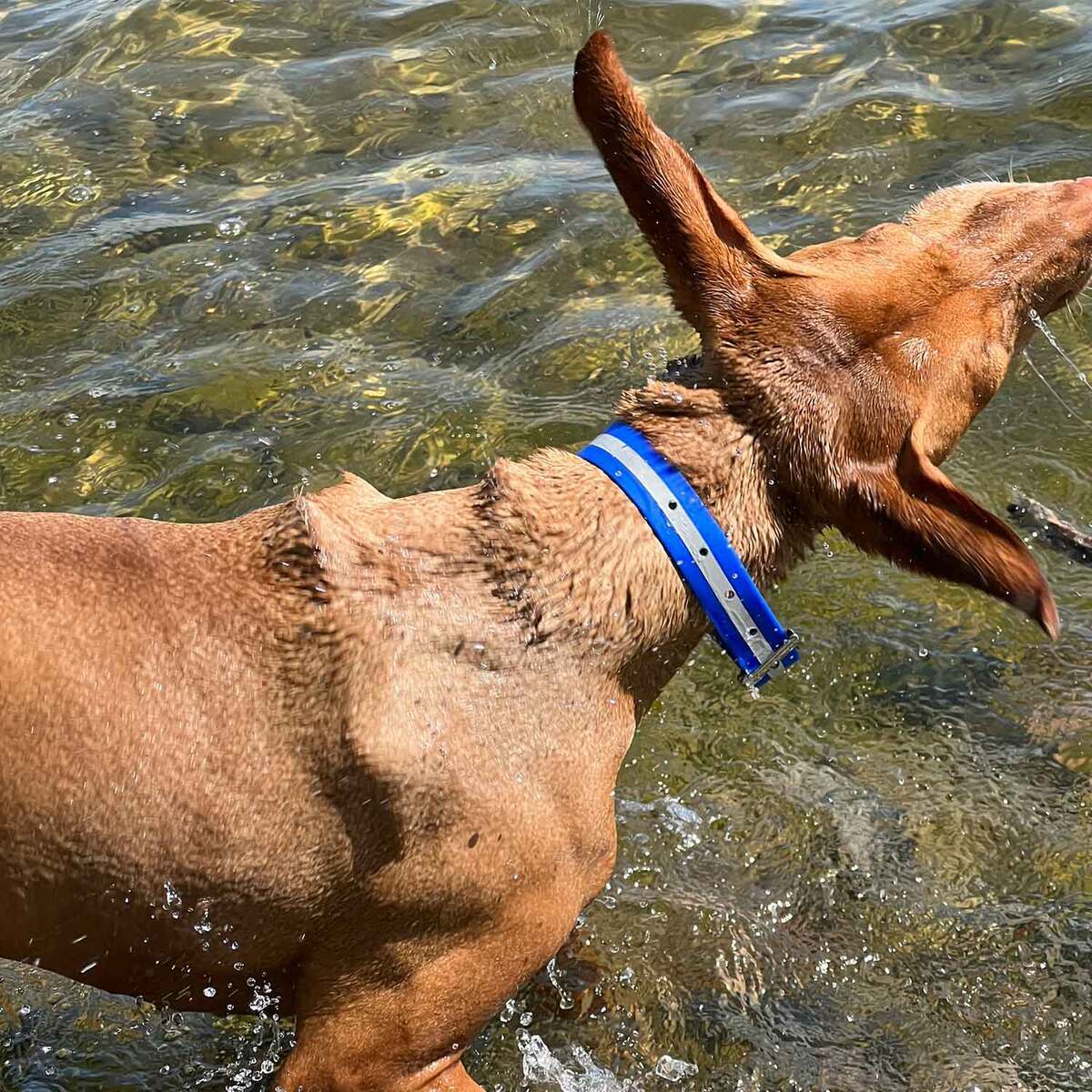 ROCT Outdoors Upland Field w/ Reflective Band Traditional Collar ROCT Outdoors Upland Field w/ Reflective Band Traditional Collar