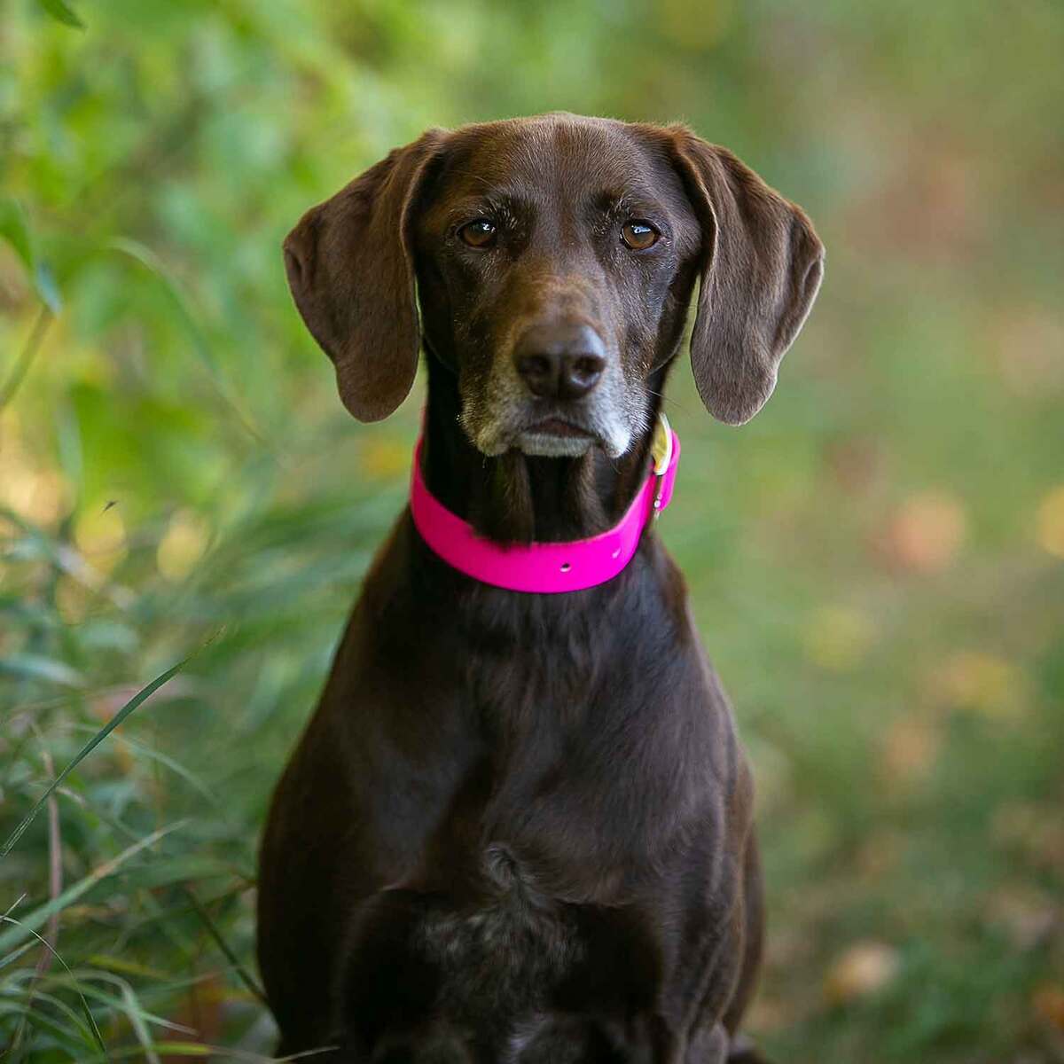 ROCT Upland Field Polyester Webbing Collar ROCT Upland Field Polyester Webbing Collar