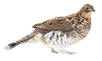 ruffed grouse