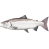 Salty Bones Profile Fish Decal -King Salmon