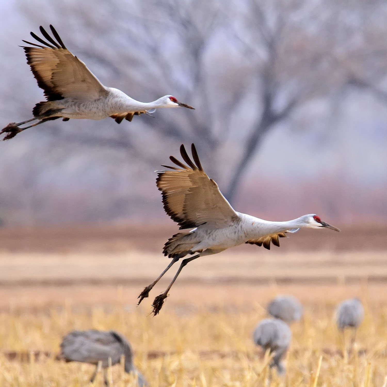 Sandhill Crane