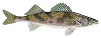 sauger