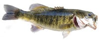 shoal bass