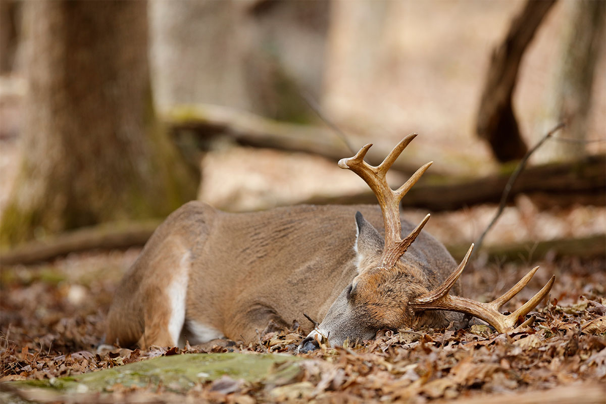 Buck sleeping under a tree in foilage