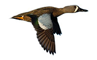 small duck